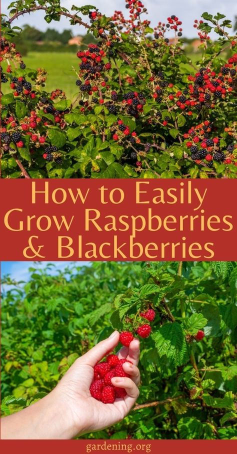 How To Grow Berry Bushes, Berry Bush Garden, Blackberries And Raspberries, Berry Bush Cages, Berry Patch Ideas, Growing Berries In Backyard, Growing Raspberries From Seeds, Raspberry Growing Tips, Raspberry Bushes Care How To Grow