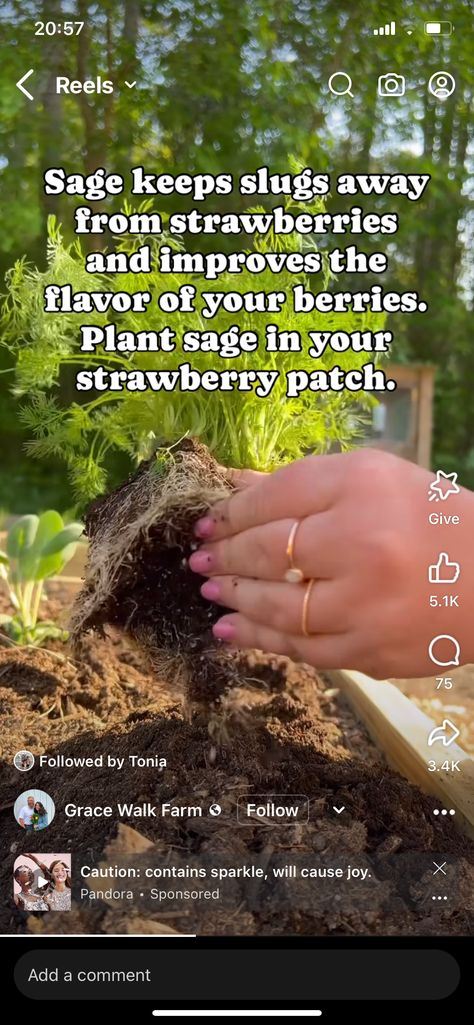 Garden Patch Ideas, Gardening In The Ground, Foodscaping Design, Permaculture Aesthetic, Home Steading, Junk Garden, Farm Hacks, Homestead Gardens, Veg Garden