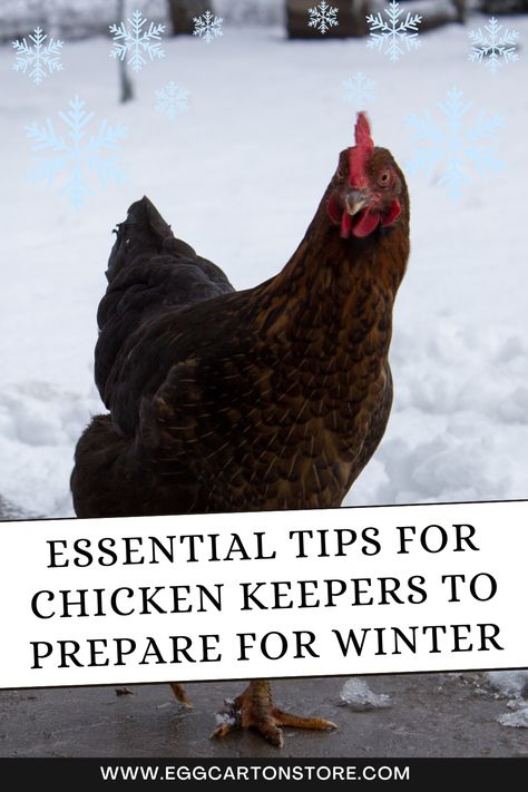 Winter can be a challenging time for chickens, but with proper planning and care, your flock can stay healthy and comfortable. In this blog, we’ll provide you with important tips to help you prepare your chickens for winter and keep them thriving in the cold. Warm Winter Meals, Protein For Chickens, Best Egg Recipes, Chickens In The Winter, Egg Packaging, Winter Meals, Protein Treats, Keeping Chickens, Chicken Lovers