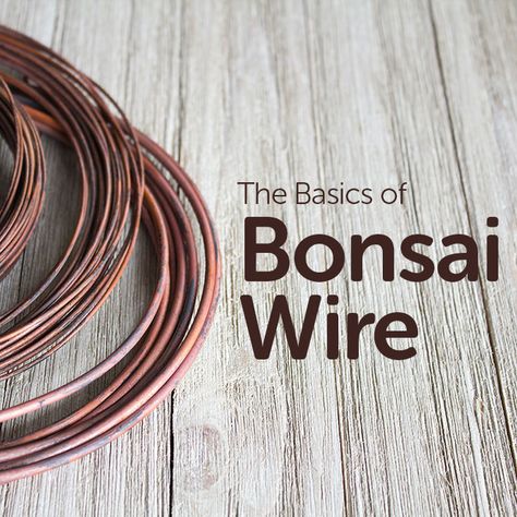 Bonsai Wiring Technique, Bonzi Trees, Bonsai Making, Bonsai Diy, Bonsai Care, Bonsai Tree Care, Bonsai Techniques, Bonsai Wire, Wire Bonsai