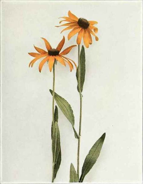 Black Eyed Susan; Yellow Daisy   Rudbeckia hirta to August. In meadows and hay fields it is frequently an obnoxious weed. Vintage Flower Art, Rudbeckia Hirta, 90th Birthday Decorations, Flower Art Prints, Girl Shoulder Tattoos, Daisy Tattoo, Shoulder Tattoos, Yellow Daisy, Floral Drawing