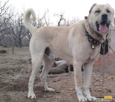 Sarabi Dog, Asian Shepherd Dog, Persian Sarabi Dog, Karst Shepherd Dog, Old Sheep Dog, Ancient Dog Breeds, Livestock Guardian, Huge Dogs, Dogs For Sale