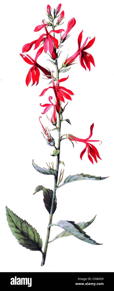 Cardinal Flower Drawing, Lobelia Cardinalis, Cypress Vine, Cardinal Tattoo, Dogwood Branches, Rune Tattoo, Cardinal Flower, Flower Illustrations, Engraving Illustration