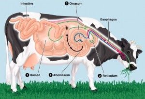 Facts About Cows. Cows are ruminants, cud chewing animals | Clover Meadows Beef Grass Fed Beef St. Louis Cow Digestive System, Digestive System Diagram, Cow Stomach, Cow Facts, Sistem Pencernaan, Farm Land, Dairy Cattle, Farm Kids, Beef Cattle