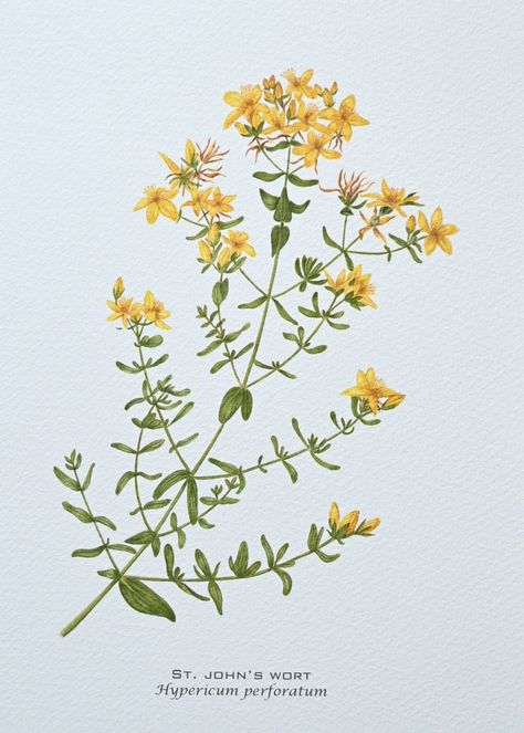 An A5 print of my original watercolour botanical  illustration of St. John's wort, Hypericum perforatum. St. John's wort is a valuable medicinal herb with a long history of use. Unframed and printed on archival matte paper which is a light cream and slightly textured, similar to cold press watercolour paper.  Shown with other prints which are available separately. Prints are packaged flat in a compostable cello sleeve and board backed envelope for protection. They have a small signature on the r Hypericum Perforatum Illustration, St Johns Wort Drawing, St John's Wort Tattoo, St Johns Wort Flower, St John Wort, Cover Ups Tattoo, Crow Logo, Hypericum Perforatum, Cream Tattoo