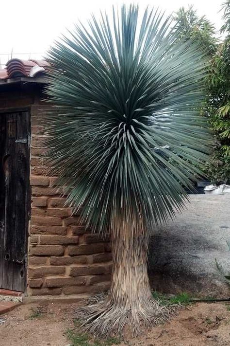 Yucca rostrata 'Blue Velvet' Palm Trees Garden, Yucca Rostrata, Palm Trees Landscaping, Weird Trees, Palm Garden, Yucca Plant, Flowering Tree, Unusual Plants, Agaves