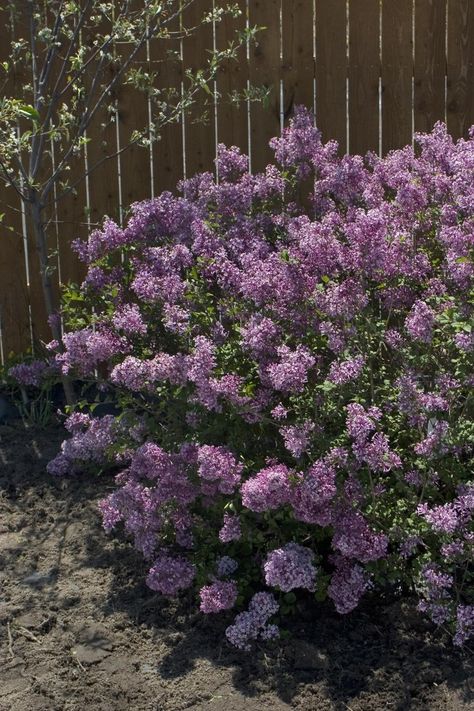 'Boomerang' Lilac blooms in the spring, throughought the summer, and again in fall. Good for zones 3 - 7. Lilac Plants, Reblooming Lilac, Bloomerang Lilac, Ohio Landscape, Lilac Syringa, Lilac Bushes, Fragrant Garden, Garden Shrubs, Have Inspiration