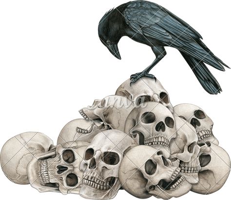 Raven Skull Drawing, Crow Skull Drawing, Crow Skull Line Art, Mountain Of Skulls, Crows And Skulls Art, Ravens Skull, Drawn Skull, Crow Photos, Crow Skull