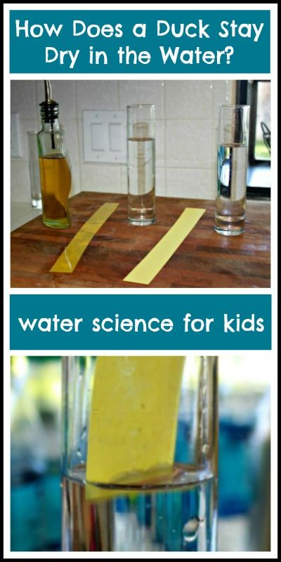 How does a duck stay dry?  This simple experiment demonstrates to children how a duck stay dry and warm in the water.  There are several other water experiments in this post as well. Junior Ranger, Water Experiments, Science Club, Kid Experiments, Animal Science, Kindergarten Science, Kid Craft, Children Playing, Preschool Science