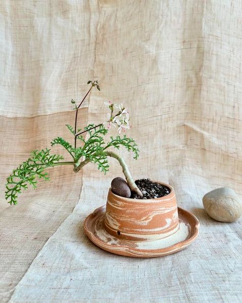 Mipa Shin (@mipas_pots_and_plants) • Instagram photos and videos Plant Ceramic Pots, Clay Plant, Clay Plant Pots, Large Ceramic Vase, Ceramic Projects, Ceramic Plant Pots, Ceramics Projects, Ceramic Pots, Clay Art Projects