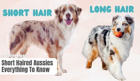 Mini Aussie Shepherd, The Perfect Haircut, Puppy Tips, Puppies Tips, Aussie Shepherd, Mini Aussie, Australian Shepherd Puppies, Grooming Tips, Border Collie Dog