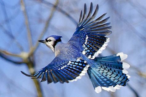 Blue Jay Bird, Color Concept, Jay Bird, Most Beautiful Birds, Bird Wings, Bird Pictures, Birds Tattoo, Pretty Birds, Bird Photo