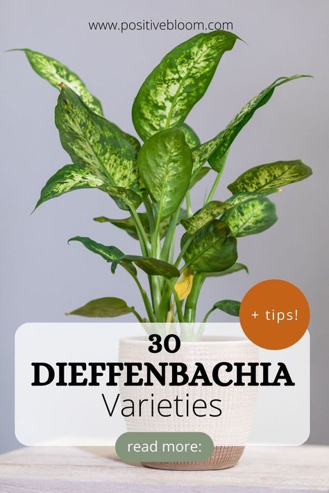 Here’s a list of 30 Dieffenbachia varieties that make perfect houseplants. Learn their features, and which growing conditions will make the plant healthy. Dieffenbachia Houseplant, Peperomia Plant, Alocasia Plant, Calathea Plant, Prayer Plant, Pothos Plant, Jade Plants, Monstera Plant, Spider Plants