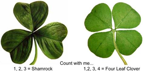 Shamrock.  Not Shamrock.  The 4 leaf clover is NOT, I repeat, not a shamrock. The obvious difference is that the 4 leaf clover has, wait for it…4 leaves. The shamrock has 3.  Legend has it that St. Patrick used the shamrock with its three leaves  to visually illustrate the concept of the Trinity (the Father, the Son, and the Holy Spirit) when trying to convert pagans to Christianity. Creative Borders, Irish Toasts, Shamrock Plant, Irish Blessings, History Meaning, Ireland History, Irish Quotes, Silk Purse, 4 Leaf Clover