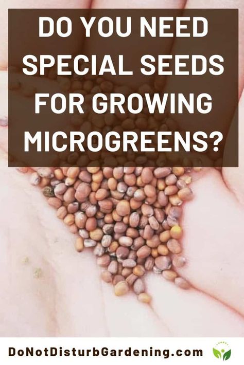 Microgreen Garden, Micro Gardening, Microgreens Garden, Microgreens Recipe, Growing Sprouts, Indoor Vegetables, Growing Microgreens, Sprouting Seeds, Starting Seeds Indoors