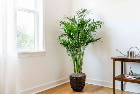 Indoor Palm Plants, Cat Palm, Pallet Deck Diy, Palm Plants, Indoor Palm Trees, Organic Fungicide, Small Palm Trees, Indoor Palms, Areca Palm