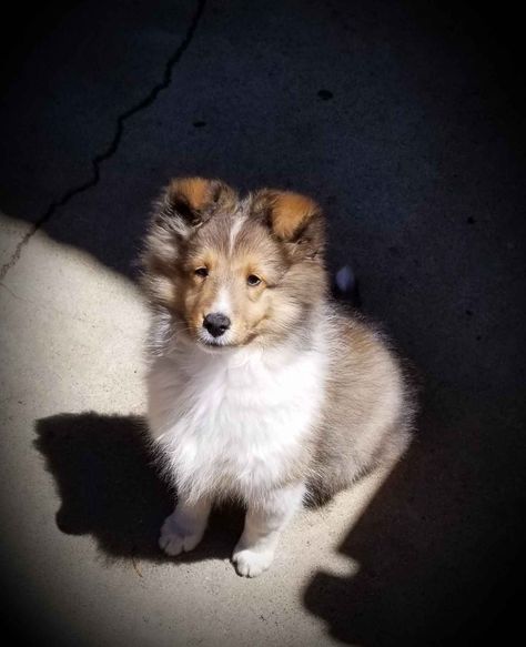 Pet Companion  Show Shetland Sheepdogs Of Since 1971. Puppies  Adult Has Shetland Sheepdog Puppies For Sale In Morgan Hill, CA On AKC PuppyFinder Sheltie Puppies For Sale, Miniature Collie, Sheepdog Breeds, Shetland Sheepdog Blue Merle, Sheltie Puppy, Shetland Sheepdog Puppies, Sheep Dogs, Sheltie Dogs, Shetland Sheep