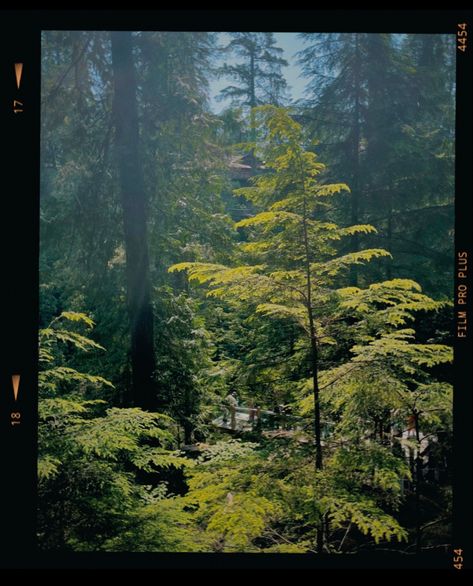 North Vancouver Aesthetic, Canada Forest Aesthetic, Vancouver Canada Aesthetic, Vancouver Aesthetic Summer, Pacific Northwest Aesthetic, Vancouver Beach Aesthetic, Vancouver Nature Aesthetic, Canada Forest, British Columbia Forest