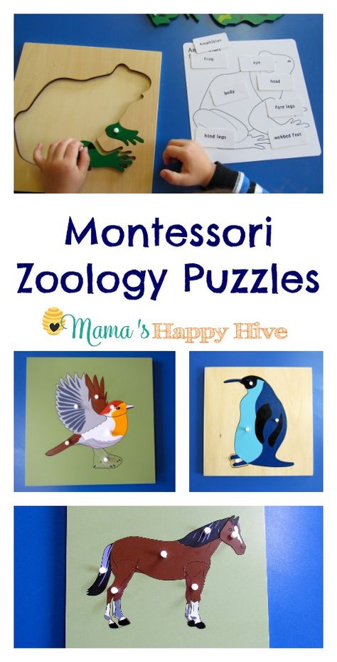 Our favorite Montessori materials are zoology puzzles. The puzzles teach a hands-on approach for the five main Montessori classes of vertebrates. Montessori Zoology, Montessori Science, Montessori Elementary, Spanish Lessons For Kids, Montessori Art, Montessori Preschool, Montessori Ideas, Animals And Birds, Homeschool Kindergarten