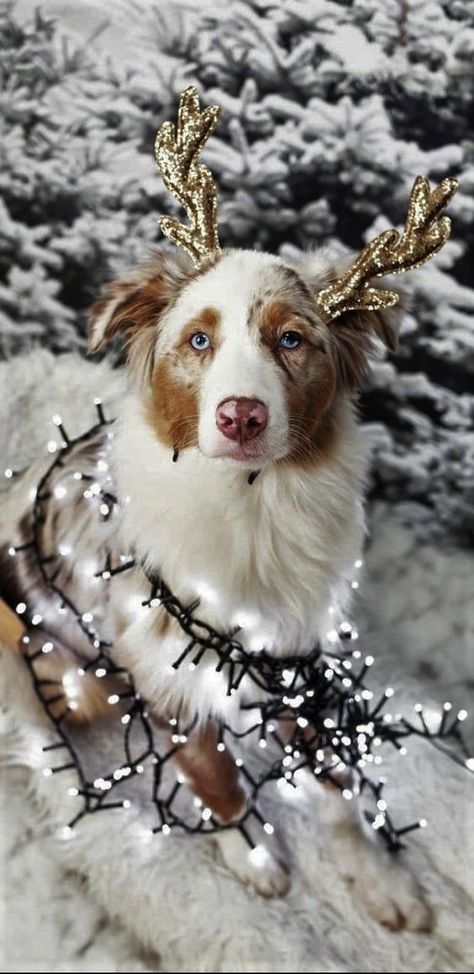 Christmas Dog Photography, Dog Christmas Photos, Dog Christmas Pictures, Dogs Christmas, Aussie Dogs, Christmas Dogs, Dogs Funny, Australian Shepherd Dogs, Really Cute Dogs