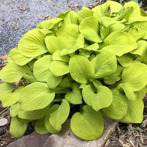 Hosta Care - Planting, Growing & Cultural Information Hosta Care, Plantain Lily, Hosta Varieties, Plant Maintenance, Soil Conditioner, Hosta Gardens, Hosta Plants, Organic Mulch, Border Plants