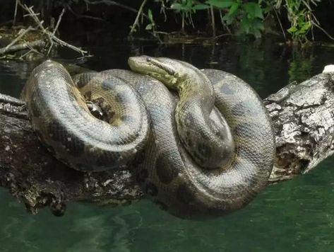 A MAIOR ANACONDA DO MUNDO |  A MAIOR COBRA DO MUNDO  |  MAIOR ANACONDA DO MUNDO JA ENCONTRADA |  A MAIOR COBRA DO MUNDO JÁ ENCONTRADA |  QUAL É A MAIOR COBRA DO MUNDO |  SUCURI GIGANTE 40 METROS |  A MAIOR COBRA DO MUNDO ENCONTRADA NO MAR VE Green Anaconda, Barack And Michelle, Anaconda, Michelle Obama, Brazil, Green, Animals, Quick Saves, Pantanal