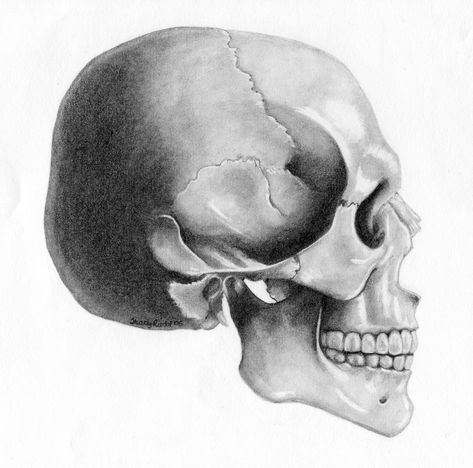 Anatomy drawing for Life Drawing Class Skull Side view Skull Side View, Side View Drawing, Skull Anatomy, Skull Reference, Skull Art Print, Skull Sketch, Life Drawing Classes, Skeleton Drawings, Profile Drawing