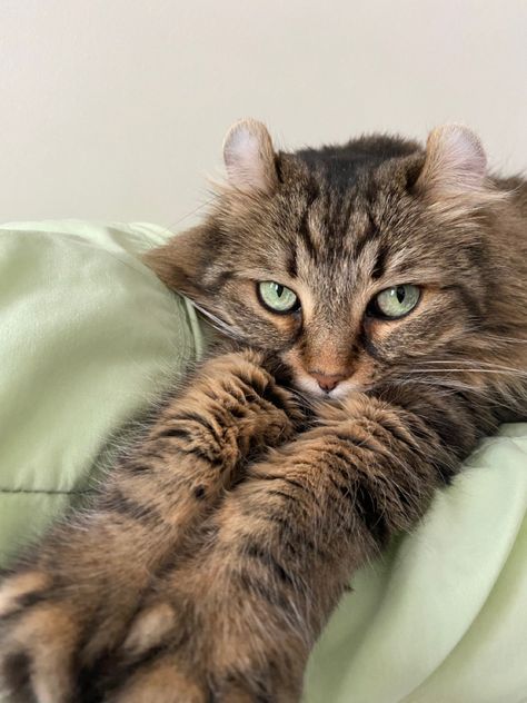 Green Eyes Astethic, Sage Green Cat Aesthetic, Chloe Green Aesthetic, Sage Green Brown Aesthetic, Cat With Green Eyes Aesthetic, Green Cats Aesthetic, Green Animal Aesthetic, Brown And Sage Green Aesthetic, Greenish Brown Aesthetic