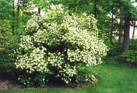 Click to view full-size photo of Arrowwood (Viburnum dentatum) at Spruce It Up Garden Centre Viburnum Tomentosum, Native Viburnum, Viburnum Plicatum Mariesii, Viburnum Sargentii Onondaga, Viburnum Odoratissimum, White Flowering Shrubs, Low Maintenance Shrubs, Landscaping Around Trees, Tree Seedlings