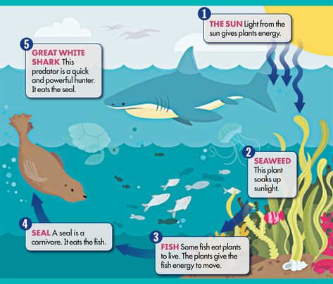 TIME for Kids | An Ocean Food Chain Ocean Food Chain Project, Biome Project Ideas Ocean, Food Chain Project, Marine Food Chain, Food Chain Diagram, Shark Project, Ocean Food Web, Food Chain Activities, Food Chain Worksheet