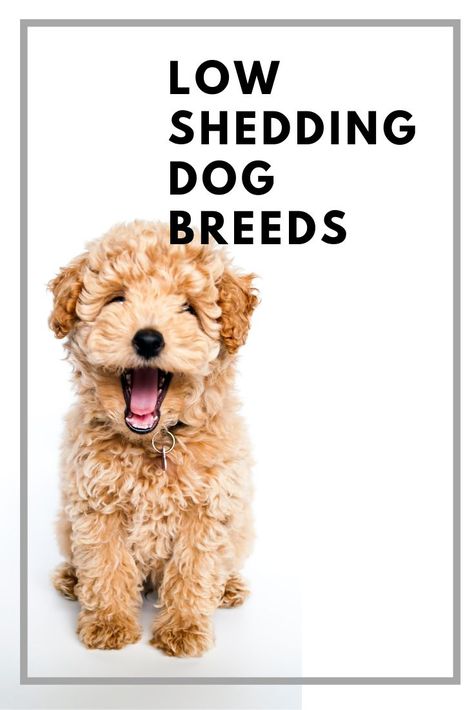 Low Shedding Dog Breeds Is there a hypoallergenic dog? Reduce shedding and breeds to avoid if you have allergies #LowSheddingDogBreeds #HypoallergenicDogs #ReduceShedding #Grooming #DogBreeds Low Shedding Dog Breeds, Cat Dog Illustration, Animals Group, Low Shedding Dogs, Hypoallergenic Dog Breed, Hypoallergenic Dogs, Pet Allergies, Miniature Dogs, Dog Shedding