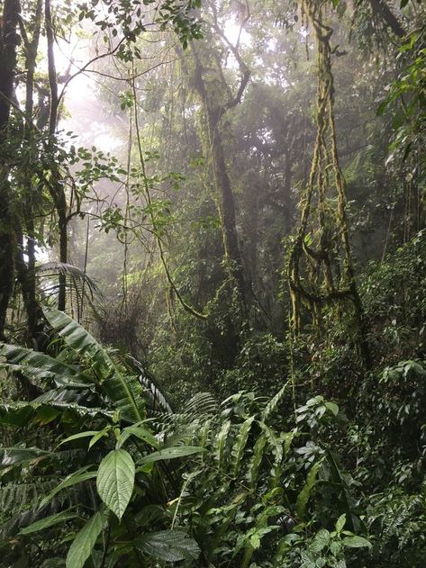 South American Jungle, Bali Forest, Tree Reference, Africa Jungle, African Forest, Jungle River, Jungle Photography, Hidden Book, Jungle Life