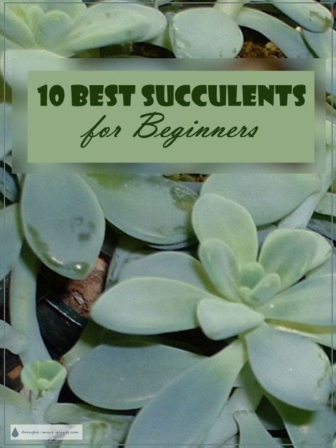 10 Best Succulents for Beginners - here is my short list of great easy care succulents to get started with...  Succulent Plants | Gardening | Houseplants Common House Plants, Succulent Landscape Design, Succulent Garden Indoor, Succulent Landscaping, Propagating Succulents, Types Of Succulents, Growing Succulents, Succulent Gardening, Succulents Indoor