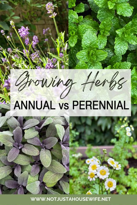 Perrenial Herbs, Annual Vs Perennial, Herb Growing, Cooking With Fresh Herbs, Green Adventure, Raised Flower Beds, Towel Ladder, Starting Seeds Indoors, Herb Planters