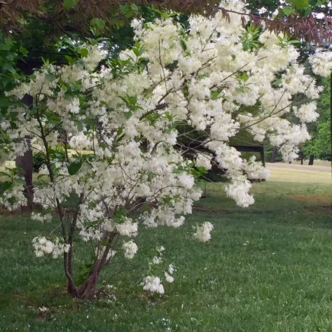 In early spring, the delightful, fragrant flowers of the fringe tree burst into bloom. Fringe trees are outstanding landscape trees with many features to recommend them. Want to know more? You'll find all the fringe tree information you need in this article. Plants For Tea, Herbs For Tea, Cross Pollination, Herbs Growing, Spring Lawn Care, Fringe Tree, Tea Gardens, Pear Trees, Bee Garden