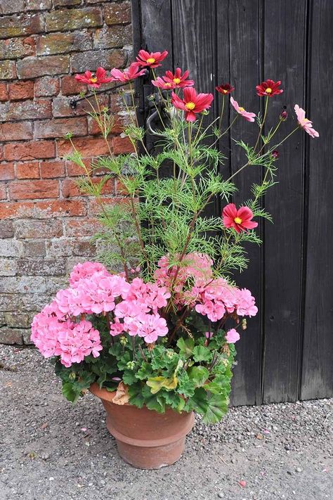 How to Grow Cosmos in Containers | Gardener’s Path Growing In Pots, Full Sun Annuals, Flower Seedlings, Rose Seeds, Pots And Planters, Container Gardening Flowers, Cosmos Flowers, Sandy Soil, Container Flowers