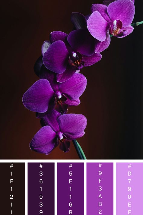 Orchid Elegance: A rich purple color palette featuring deep violet orchid petals, contrasted against a dark background, creating a striking and luxurious floral display. Dark Purple Color Palette, Color Scheme Generator, Purple Color Combinations, Purple Color Palette, Hex Color, Purple Color Palettes, Deep Purple Color, Rich Purple, Color Harmony