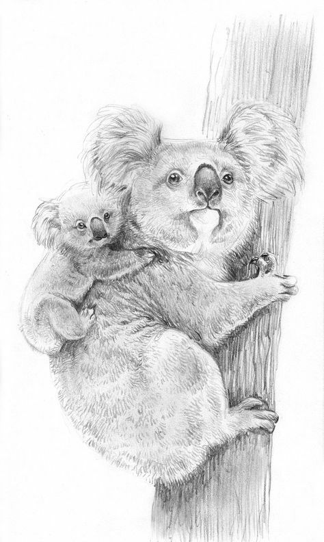 Koala Drawing, Realistic Animal Drawings, Scratchboard Art, Pencil Drawings Of Animals, Animal Drawings Sketches, Drawing Faces, Australian Animals, Art Drawings Sketches Creative, Animal Sketches