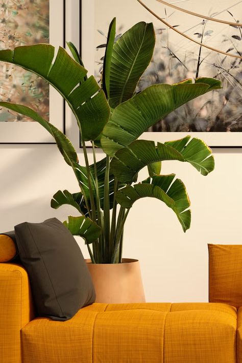 indoor trees, banana tree Bay Leaf Tree, Best Indoor Trees, Yucca Tree, Tall Indoor Plants, Dark Dining Room, Umbrella Tree, Trendy Plants, Corn Plant, Indoor Trees