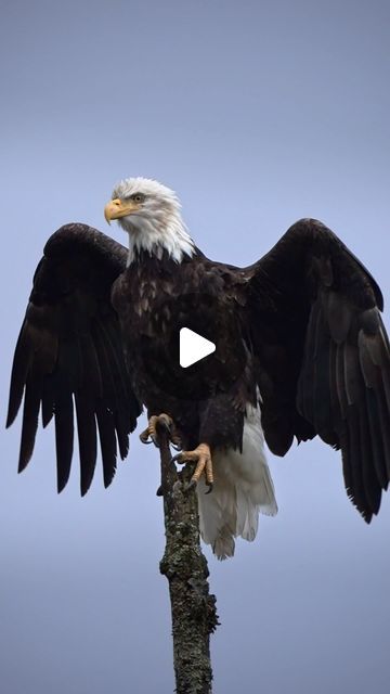 D R E W S I M M S on Instagram: "Alaska always showing off #alaska #alaskatravel #pnw #cascadiaexplored #adventure #pnwphotographer #animals #wildlifephotography #natgeowild" Eielson Afb Alaska, Alaska Animals Pictures, Animals Of Alaska, Animals In Alaska, Alaska State Bird, Whale Watching Alaska, December 19, Alaska Travel, Wildlife Photography