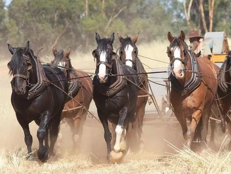 Australian Draught Horse Common Horse Breeds, Brumby Horse, Draft Horse Breeds, Rare Horse Breeds, Suffolk Punch, Rare Horses, Pony Breeds, Welsh Pony, Light Blue Eyes