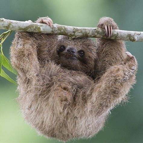 Baby Sloth Pictures, Pictures Of Sloths, Cute Sloth Pictures, Three Toed Sloth, Sloth Life, Sloth Art, A Sloth, Sloths Funny, Sloth Lovers