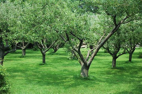 Small orchard. As soon as you get ground of your own, plant food trees. Mini Backyard Orchard, Small Apple Orchard, Homestead Orchard, Elsie Dinsmore, Miniature Fruit Trees, Orchard Ideas, Tiny Homestead, Small Orchard, Orchard Design