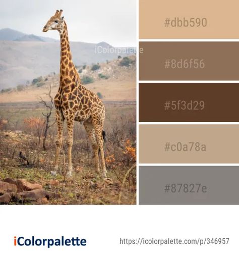 Color Palette Ideas from Elephant Elephants And Mammoths Wildlife Image | iColorpalette Giraffe Images, Giraffe Colors, African Colors, Color Palette Ideas, African Theme, Palette Ideas, Bird Of Prey, Nature Color Palette, African Decor