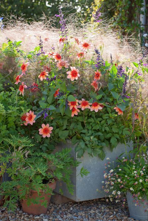 Container Gardening: Sarah Raven’s 7 Tips for Perfect Flower Pots - Gardenista Frosted Explosion, Sarah Raven, Container Garden Design, Container Gardening Flowers, Container Gardening Vegetables, Garden Containers, Garden Spaces, Container Plants, Front Garden