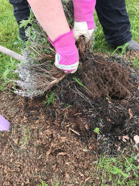 Transplanting Lavender – Seafoam Lavender How To Root Lavender Cuttings, Lavender Planting Landscaping, Transplanting Lavender Plants, Repotting Lavender Plants, Summer Lavender, Lavender Bush, Lavender Plants, Garden Plots, Best Perennials