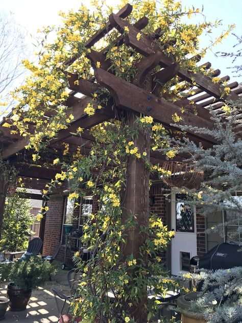 Carolina Jessamine, perfect for pergolas. Carolina Jasmine Vine Trellis, Carolina Jasmine Vine, Carolina Jessamine Vine, Carolina Jessamine, Pergola Climbing Plants, Carolina Jasmine, Garden Archway, Vine Trellis, Jasmine Plant