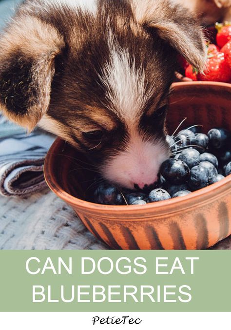 Can Dogs Eat Blueberries, Dog Tear Stains, Spent Grain, Anti Oxidant Foods, Blue Berries, Dog Diet, Summer Berries, Can Dogs Eat, Frozen Blueberries