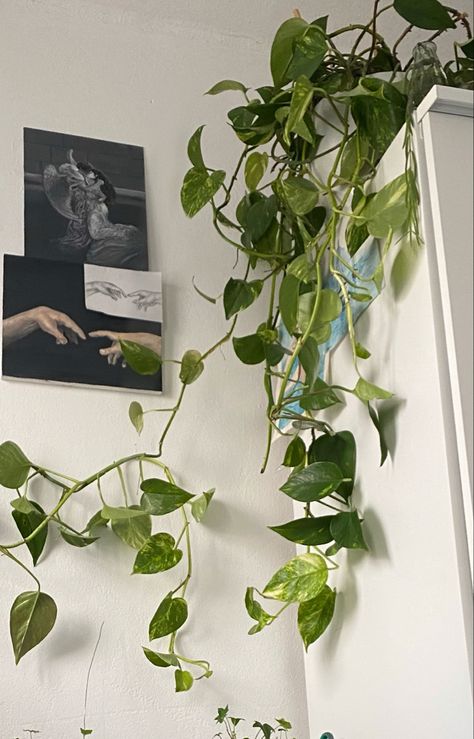 Pothos Aesthetic, Pothos Plant Aesthetic, Golden Pothos Aesthetic, Pathos Plant, Golden Pothos, Dark Nature Aesthetic, Plant Tattoo, Pothos Plant, Trailing Plants