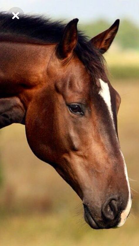 Horse Face Photography, Horse Inspiration, Most Beautiful Horses, Horse Face, Thoroughbred Horse, Majestic Horse, Horses And Dogs, All The Pretty Horses, Horse Drawings